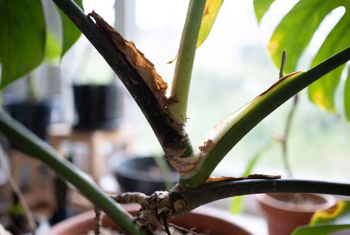 Close-up of rotten mushy brown and black stem on Monstera plant showing signs of stem rot for trimming away rotten stems to promote new growth