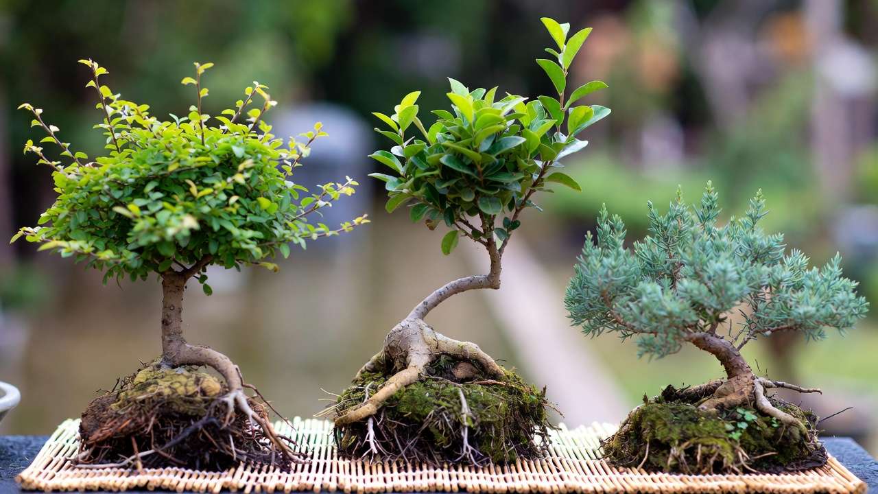 : Best beginner bonsai species 2026: Chinese Elm, Ficus retusa, and Juniper procumbens nana in pre-bonsai pots