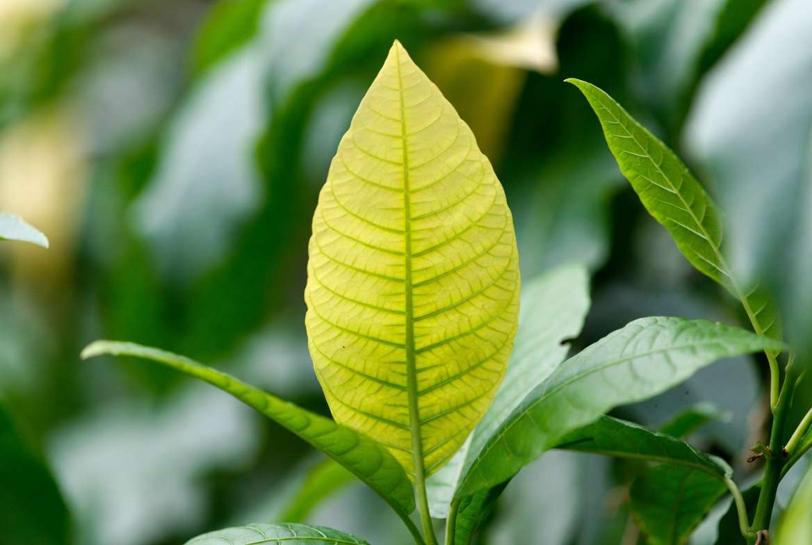 Iron deficiency chlorosis symptoms on plant leaf with yellow interveinal pattern and green veins