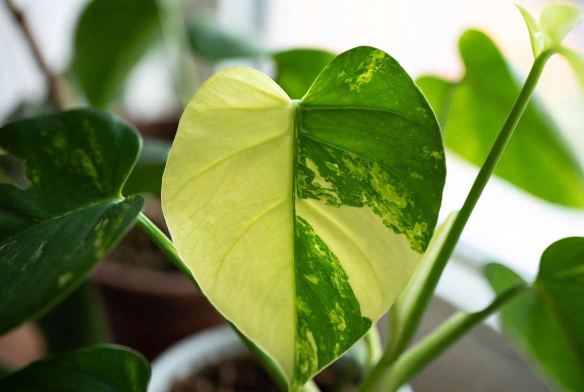 Iron deficiency symptoms in houseplants showing interveinal chlorosis on new Monstera leaf with yellow tissue and green veins