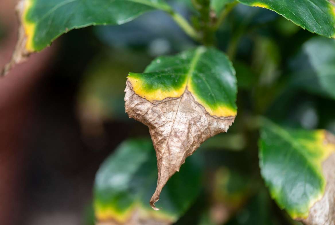Overfertilization fertilizer burn symptoms on plant leaf showing crispy brown tips and yellow halo