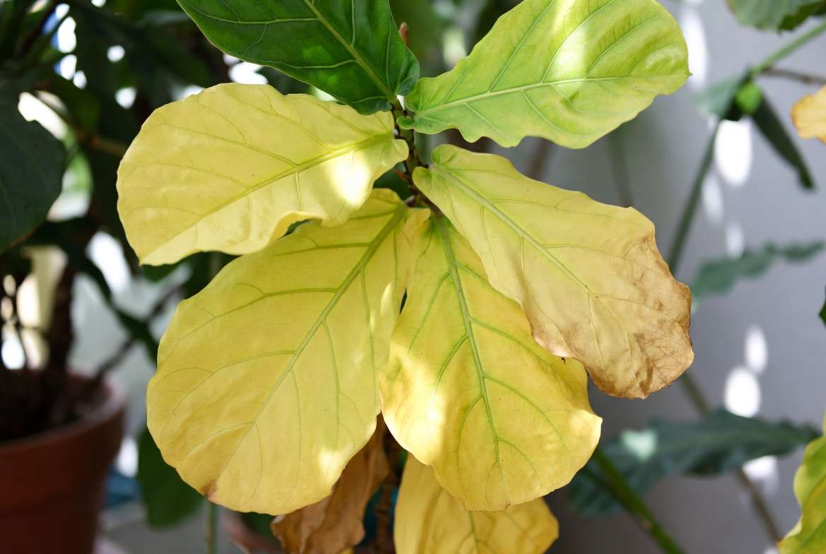 Key Symptoms of Yellow Leaves Due to Nitrogen Deficiency