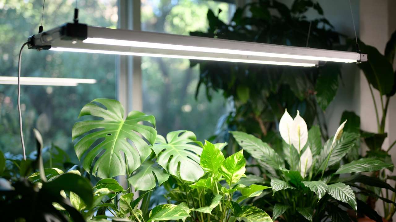 Modern full-spectrum LED grow light illuminating thriving indoor houseplants like Monstera in 2026 setup
