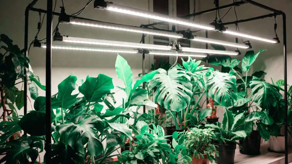 LED grow light spectrum for houseplants