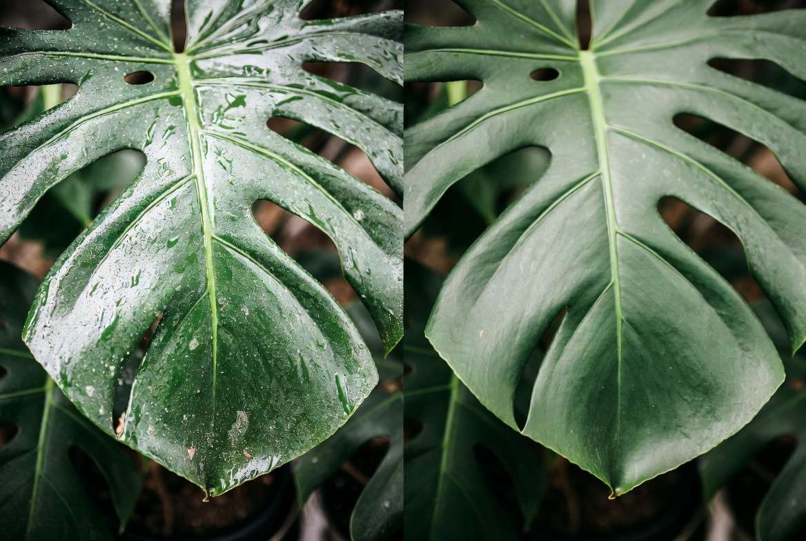 Comparison of leaf coated with shine product versus clean healthy plant leaf