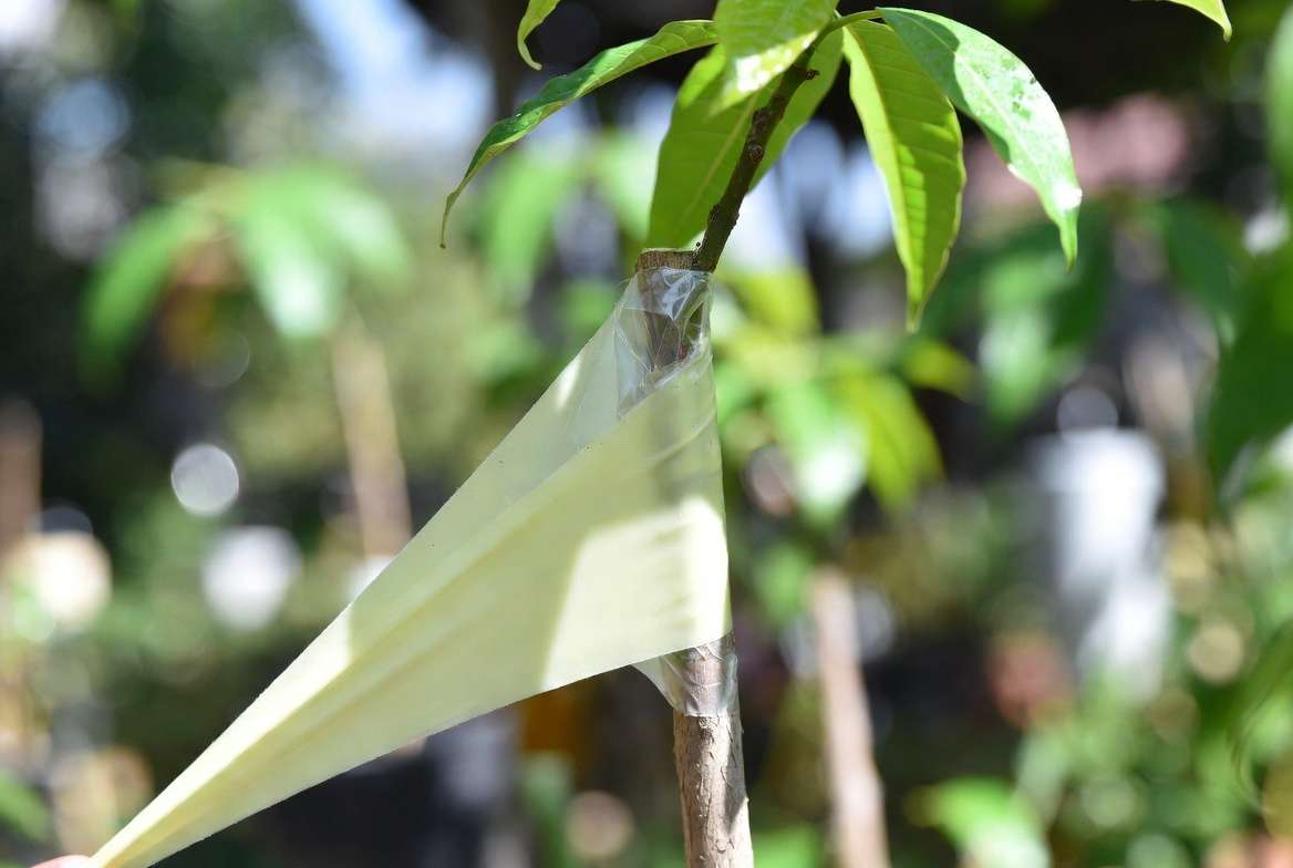 proper grafting tape and parafilm wrapping technique for successful plant grafts