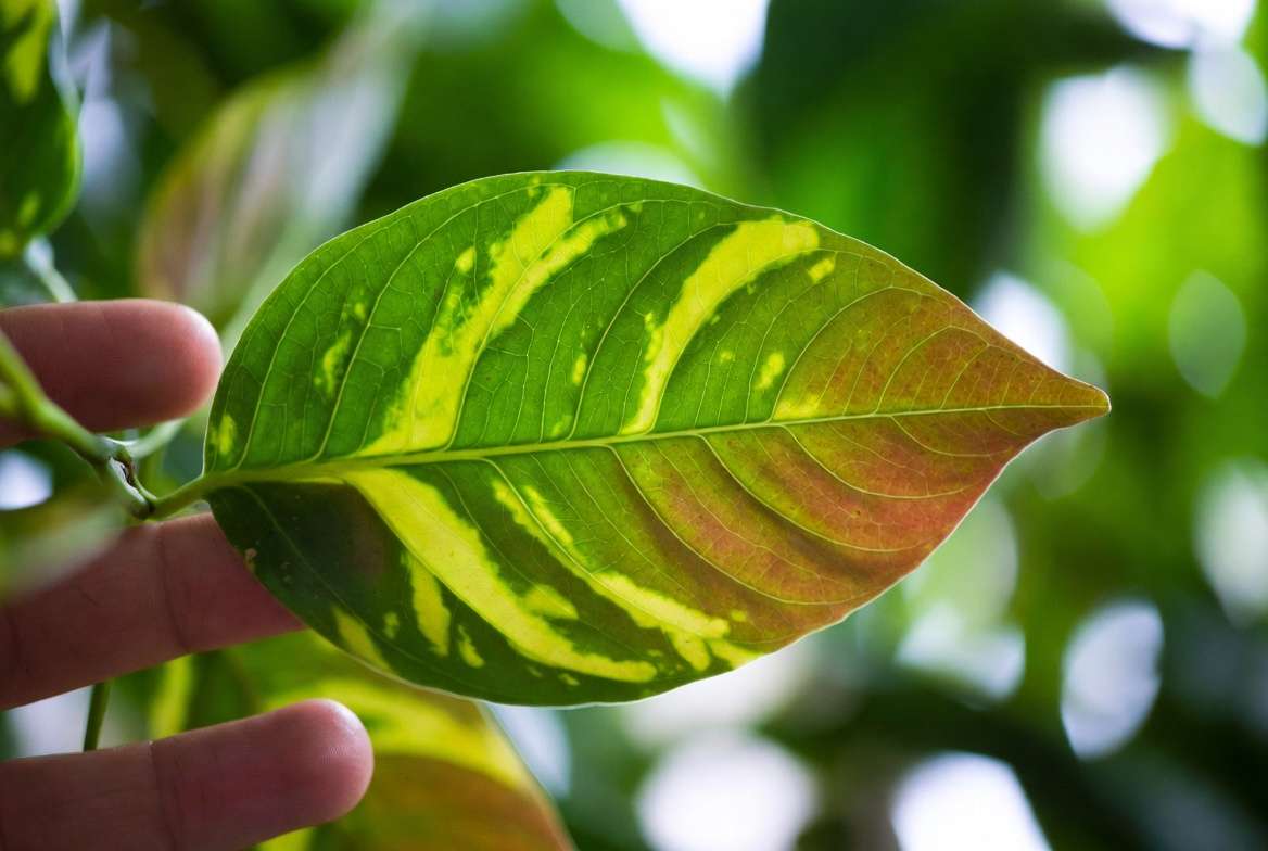 Magnesium deficiency showing interveinal chlorosis on older plant leaf