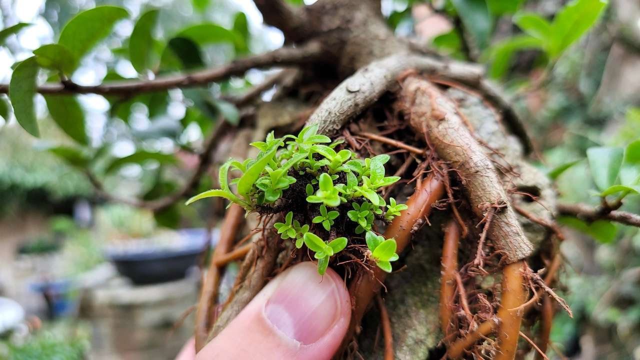 Pinching new shoots on a Ficus root-over-rock bonsai to create dense ramification and refined canopy