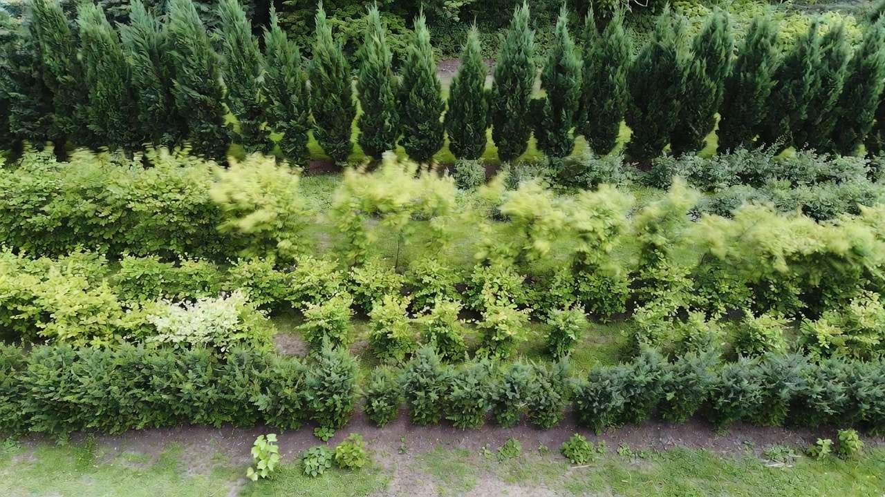Layered multi-row windbreak design with shrubs and tall evergreens protecting an exposed garden