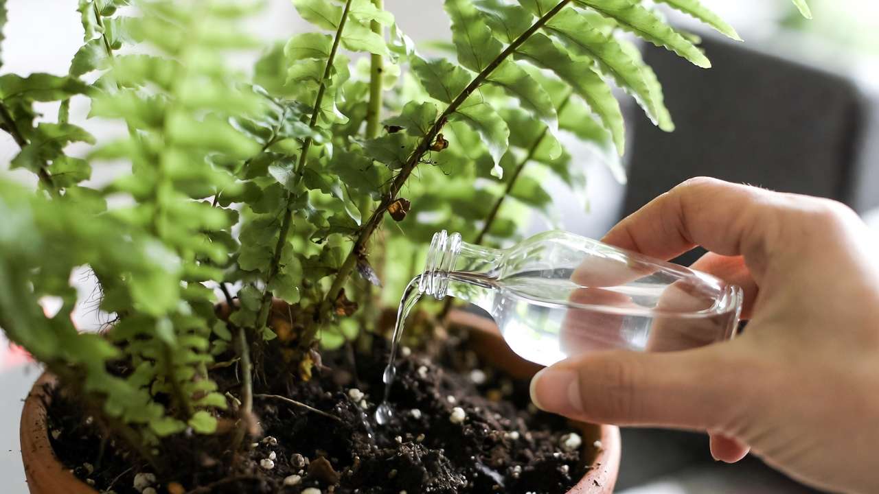 Natural & Organic Remedies You Can Make at Home