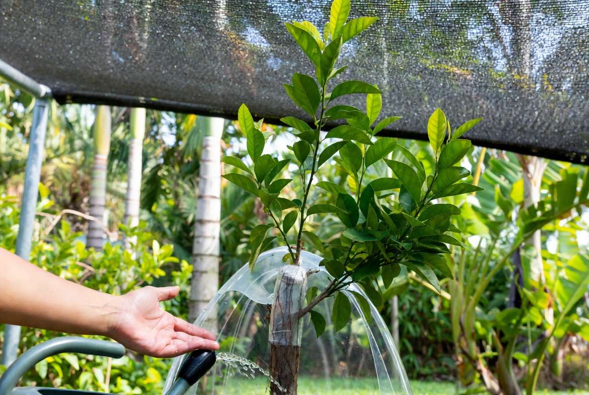 aftercare for newly grafted plants with shade cloth and humidity dome in tropical garden