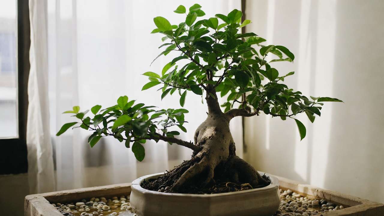 Indoor Ficus bonsai in bright south-facing window with pebble humidity tray for vacation care