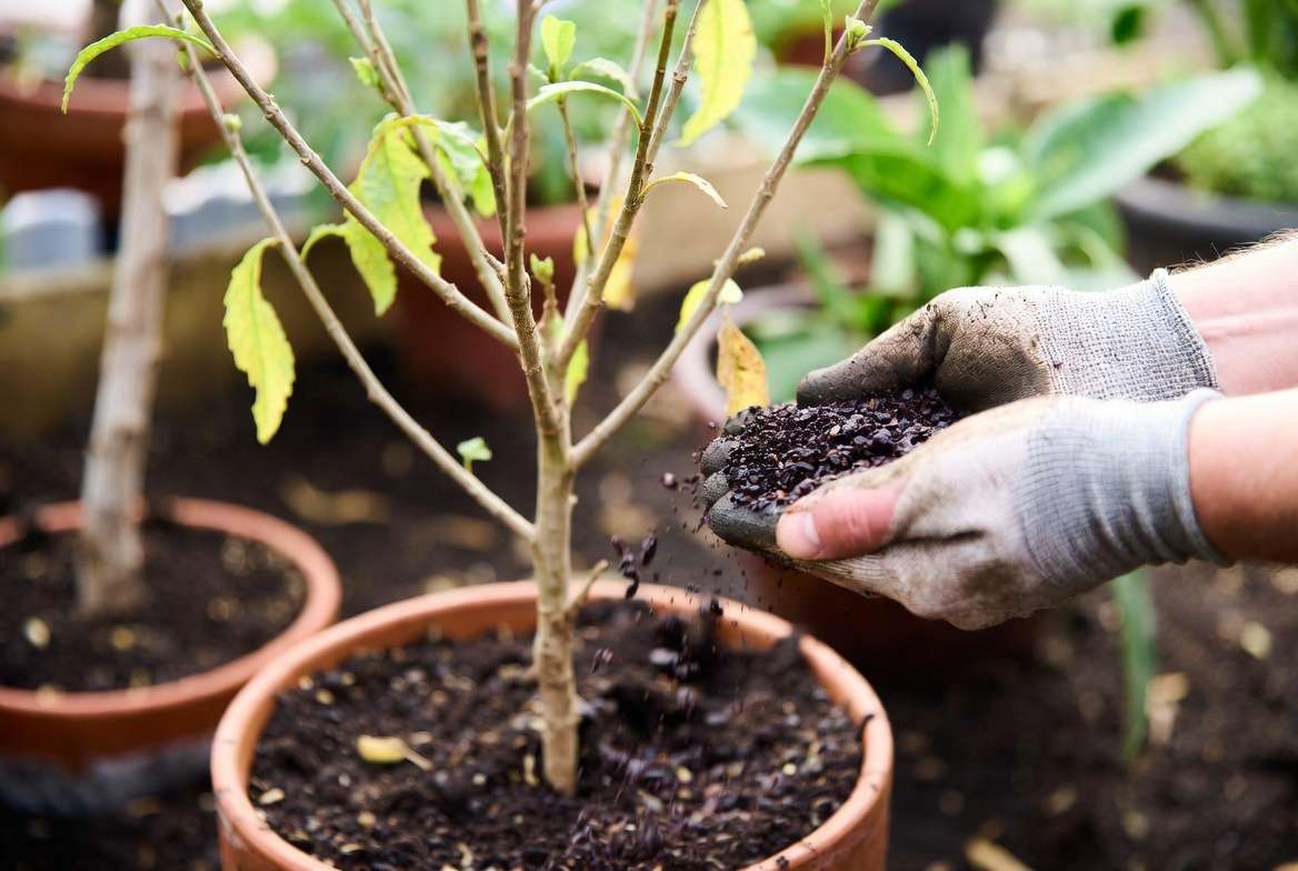 applying organic fertilizer to fix yellow leaves due to nitrogen deficiency in plants