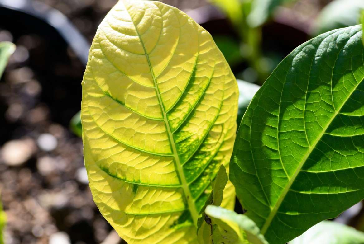 Iron deficiency interveinal chlorosis on young leaves – micro-nutrient deficiencies (zinc, boron, etc.