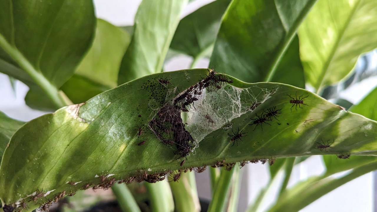 spider mites and webbing on houseplant leaf causing sudden leaf dro