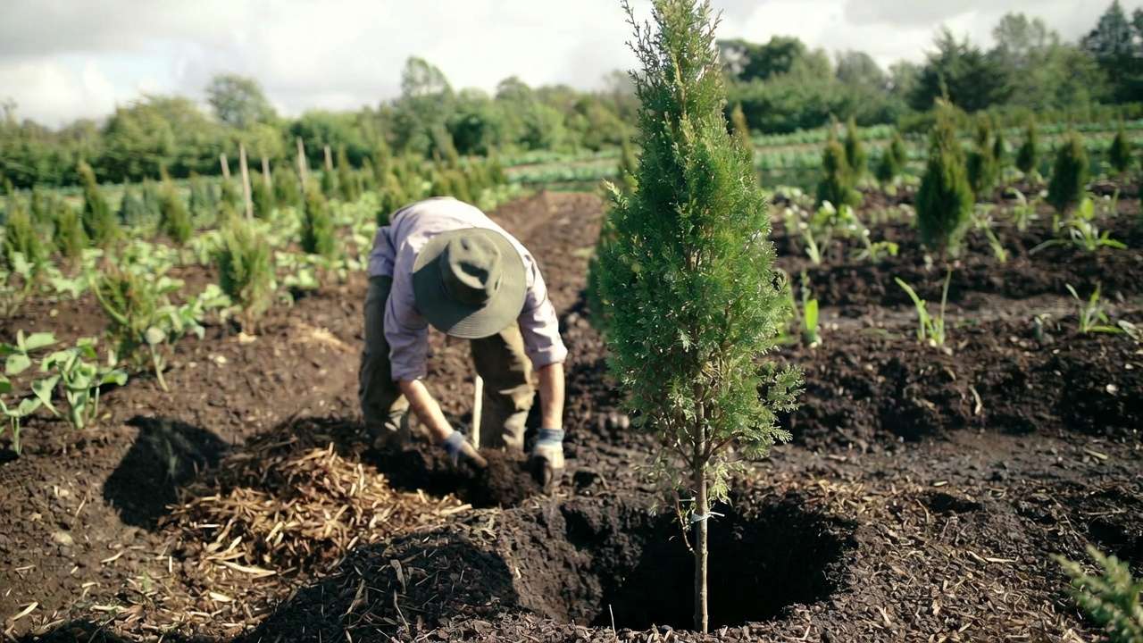 Gardener planting young trees and applying mulch during windbreak establishment