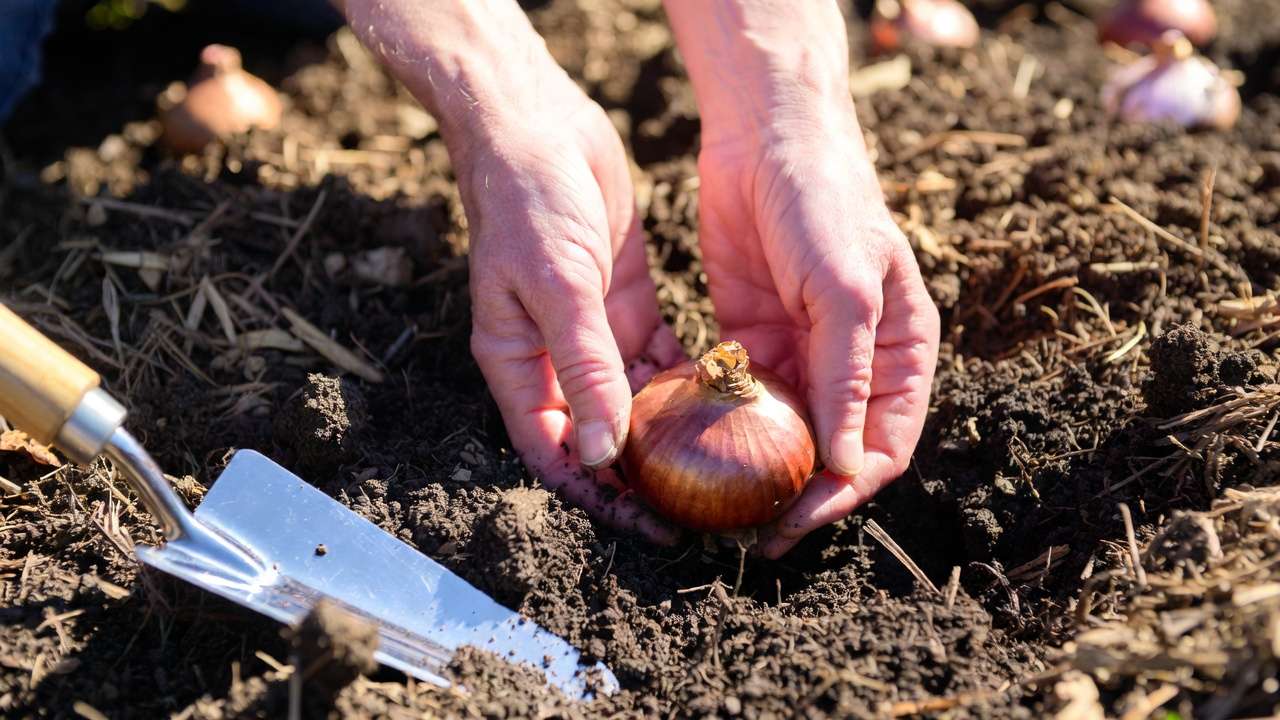 lanting fall-blooming bulbs in autumn after spring preparation