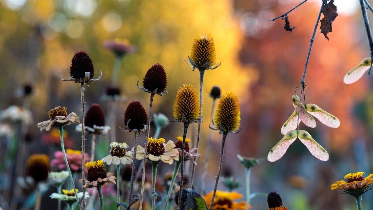 Variety of autumn seed heads including coneflowers, black-eyed Susans, zinnias and maple samaras ready for collecting
