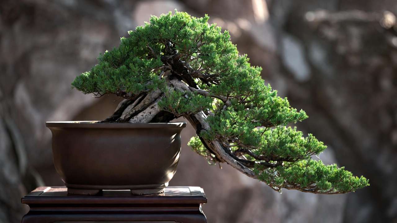 Finished full kengai cascading bonsai in tall deep pot showing perfect dramatic downward flow