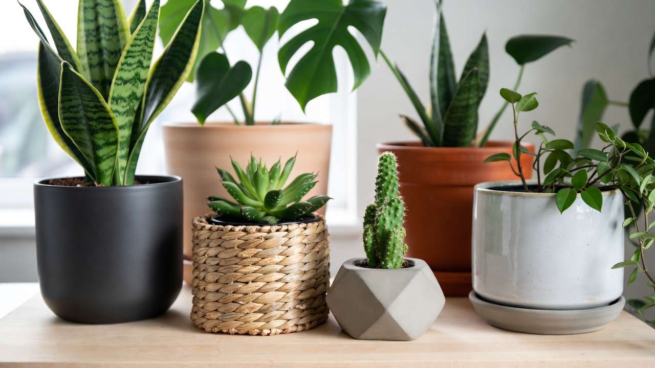 Selection of decorative pots and planters – ceramic, terracotta, rattan – perfectly matched to houseplant styling needs