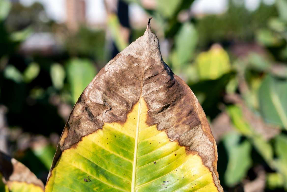 Potassium deficiency in plant leaf with burnt brown edges and tips