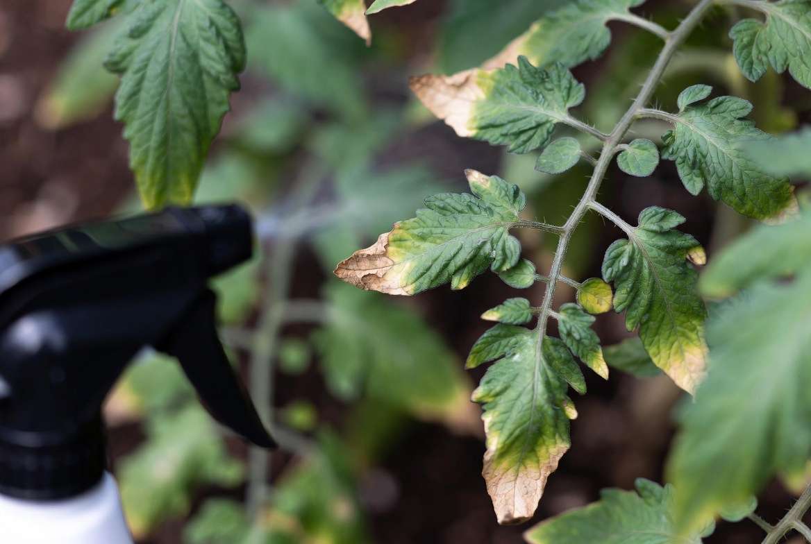 Leaf burn damage from incorrect Epsom salt application on plants