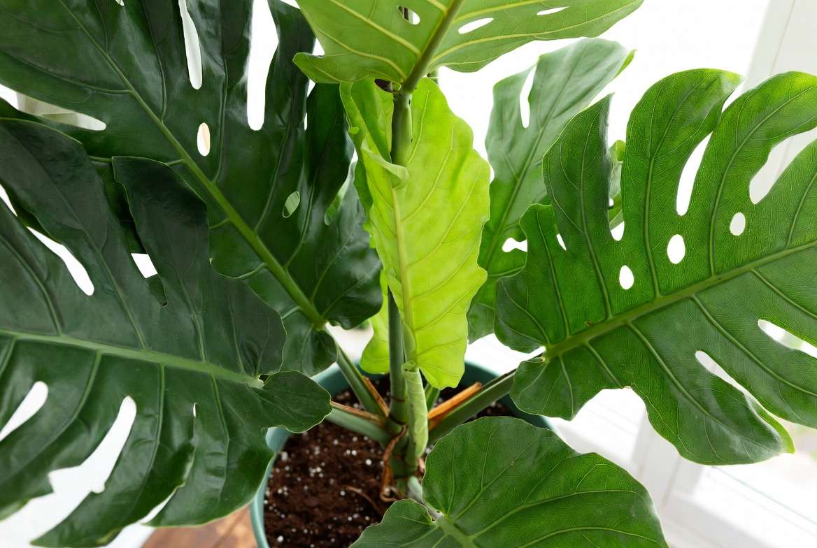 healthy green houseplant after preventing nitrogen deficiency lush foliage
