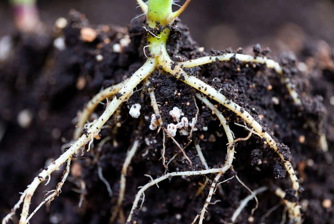 Mycorrhizal fungi enhancing phosphorus uptake in healthy plant roo