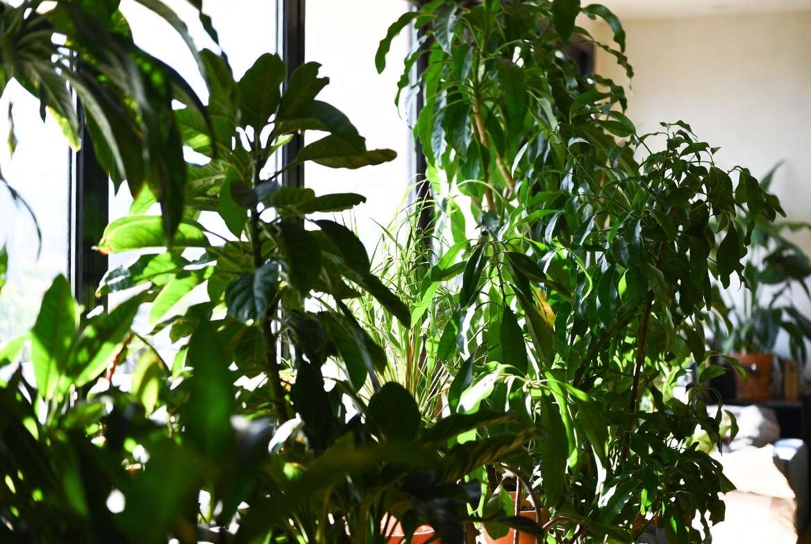 Prevention: Keep Your Plants Happy Long-Ter