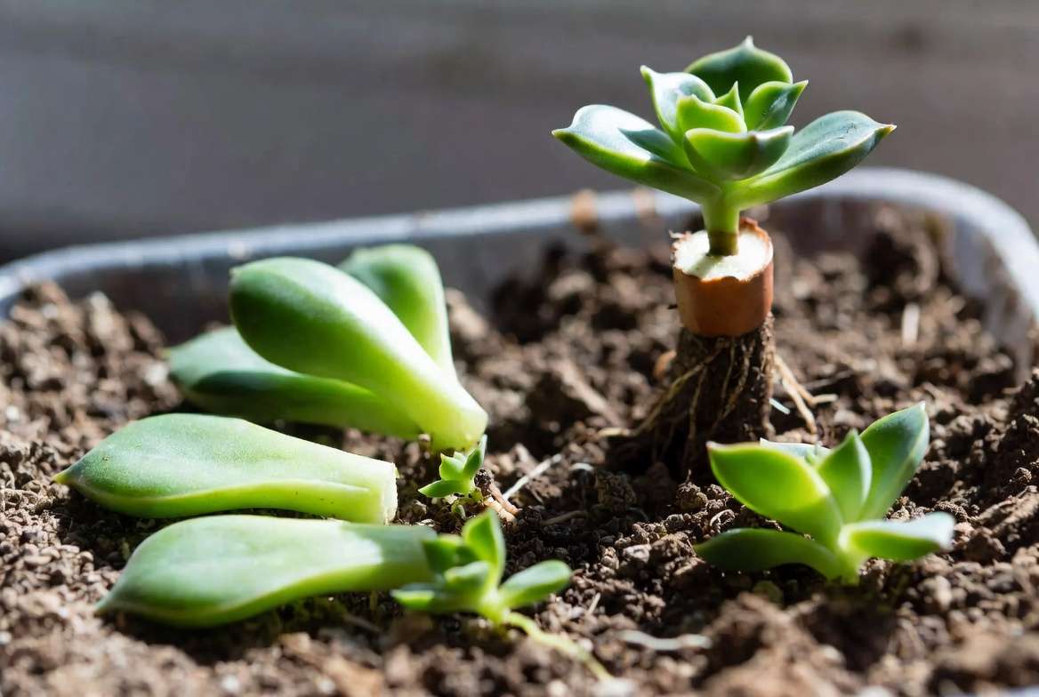 Succulent leaf propagation and beheading showing new baby plants growing from a rescued succulent