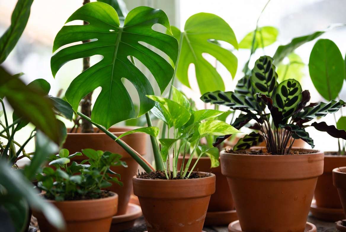 Healthy houseplants thriving with organic fertilizer showing rich soil and vibrant foliage
