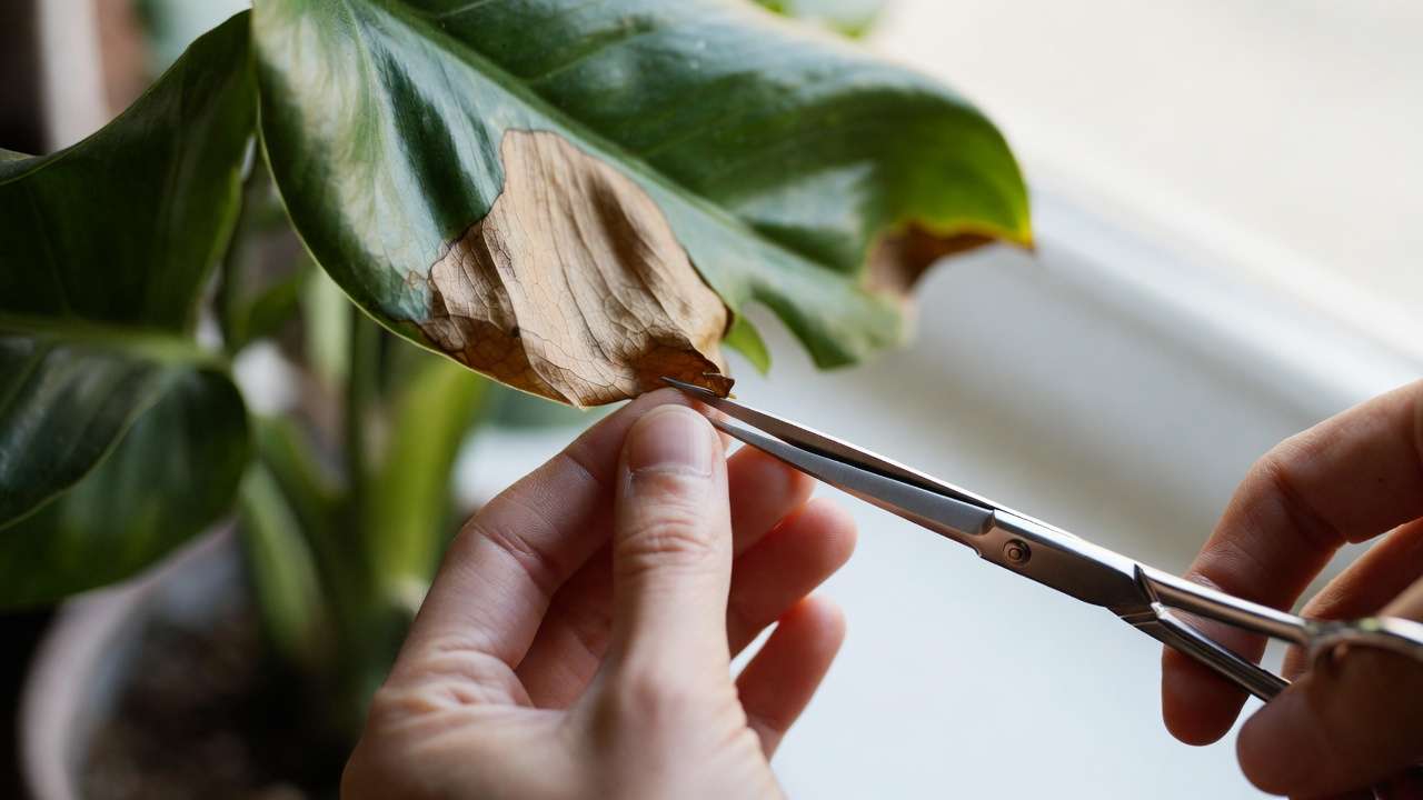 How to trim brown tips on houseplant leaves safely – step-by-step trimming guide