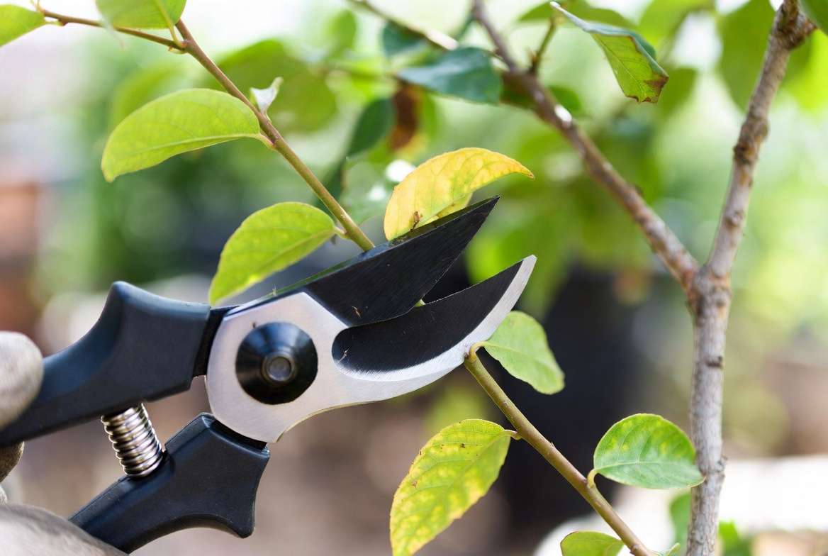 Strategic pruning of damaged branches during plant recovery after pest infestation