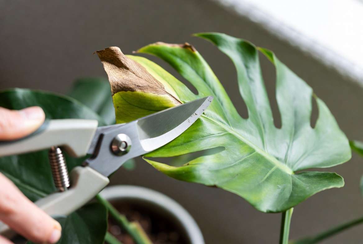 Pruning brown damaged leaves on overfertilized houseplant during rescue