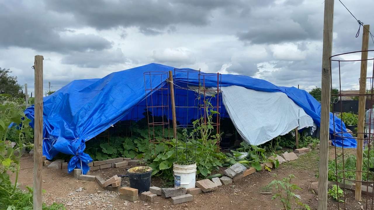 Emergency DIY hail protection using tarps and buckets over garden vegetables to prevent damage