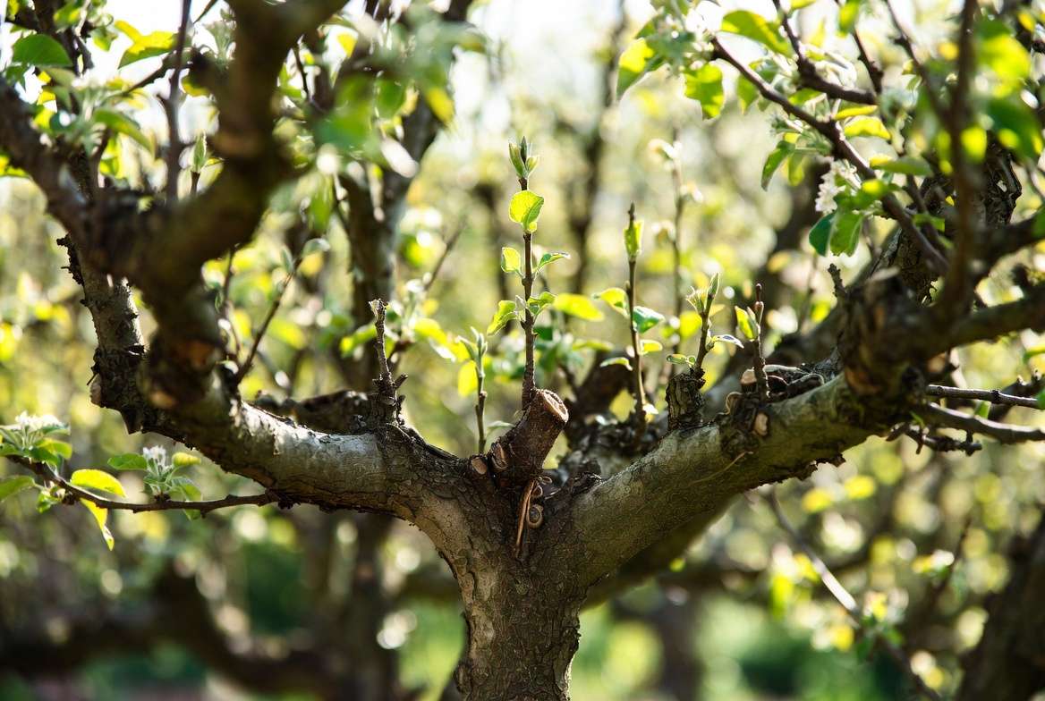 Successfully top-worked fruit tree with multiple varieties growing after cleft grafting