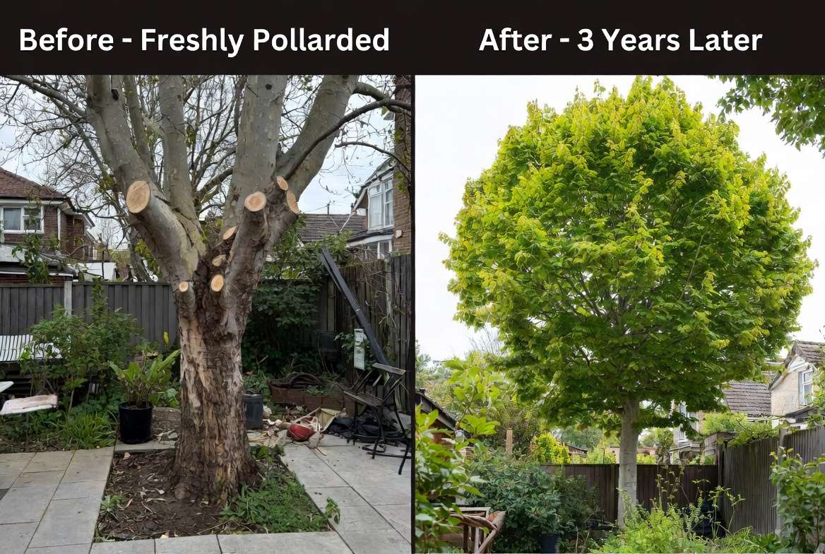 real life pollarding success regrowth time frame after pollarding before and after