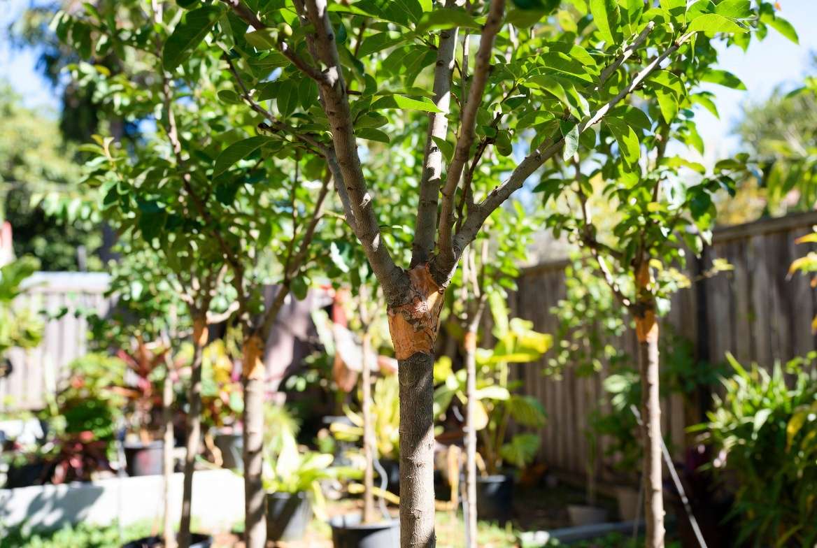 Real-life success with chip budding technique – thriving grafted fruit orchard