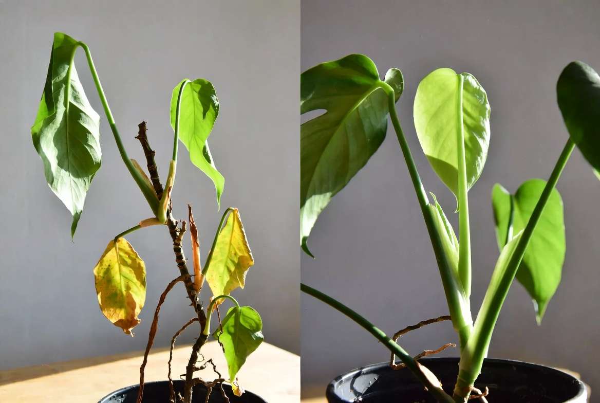 Before and after comparison of plant recovery after trimming away rotten stems to promote new growt