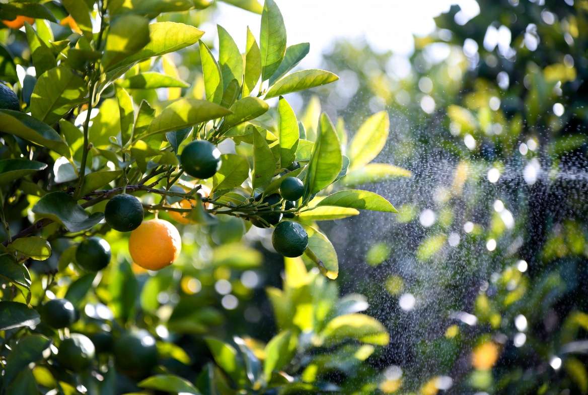Healthy citrus tree leaves and fruits receiving foliar nutrient spray in a sunny garden