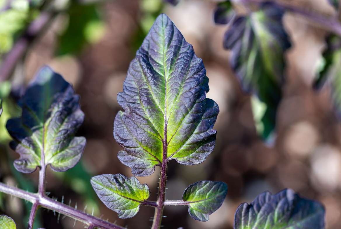 Phosphorus deficiency purple leaves on tomato plant close-up showing classic symptoms