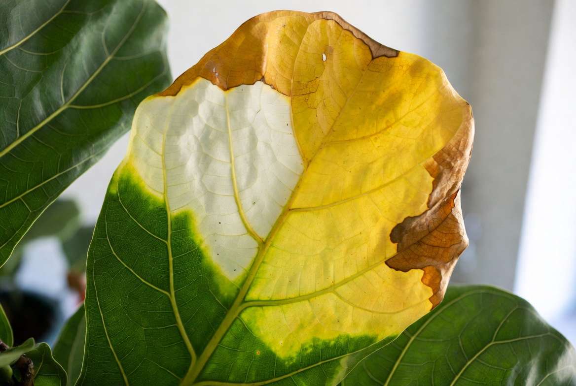 Sunburned Fiddle Leaf Fig leaf showing bleached white patches and crispy brown edges - common symptoms of houseplant sunburn