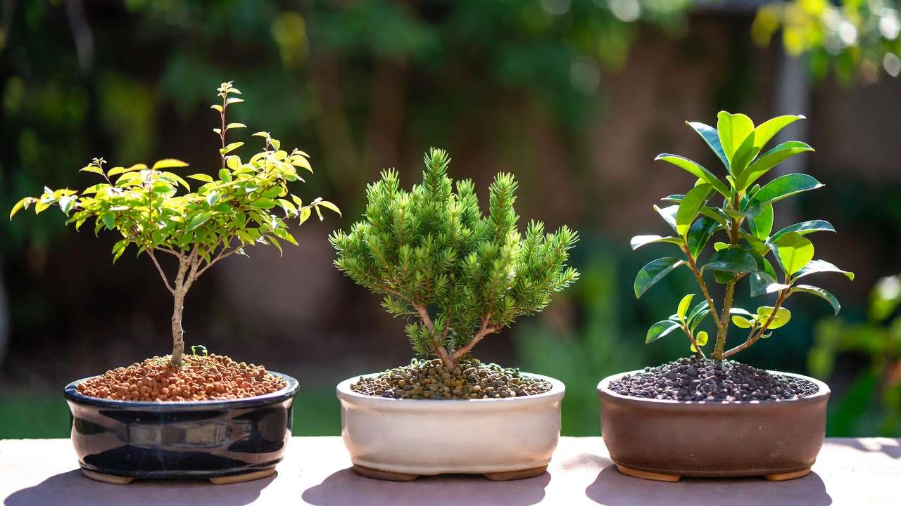 Different bonsai soil mix ratios tailored for deciduous, conifer, and tropical species in shallow pots