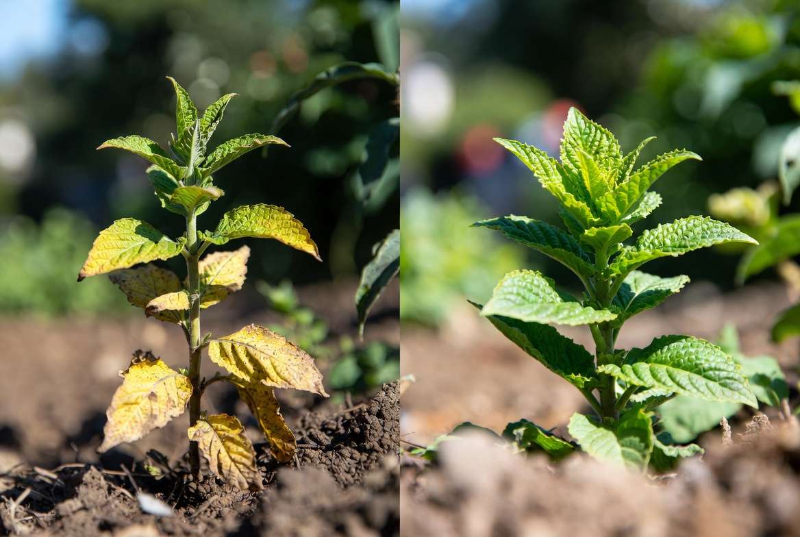 before and after recovery from yellow leaves due to nitrogen deficiency in plants