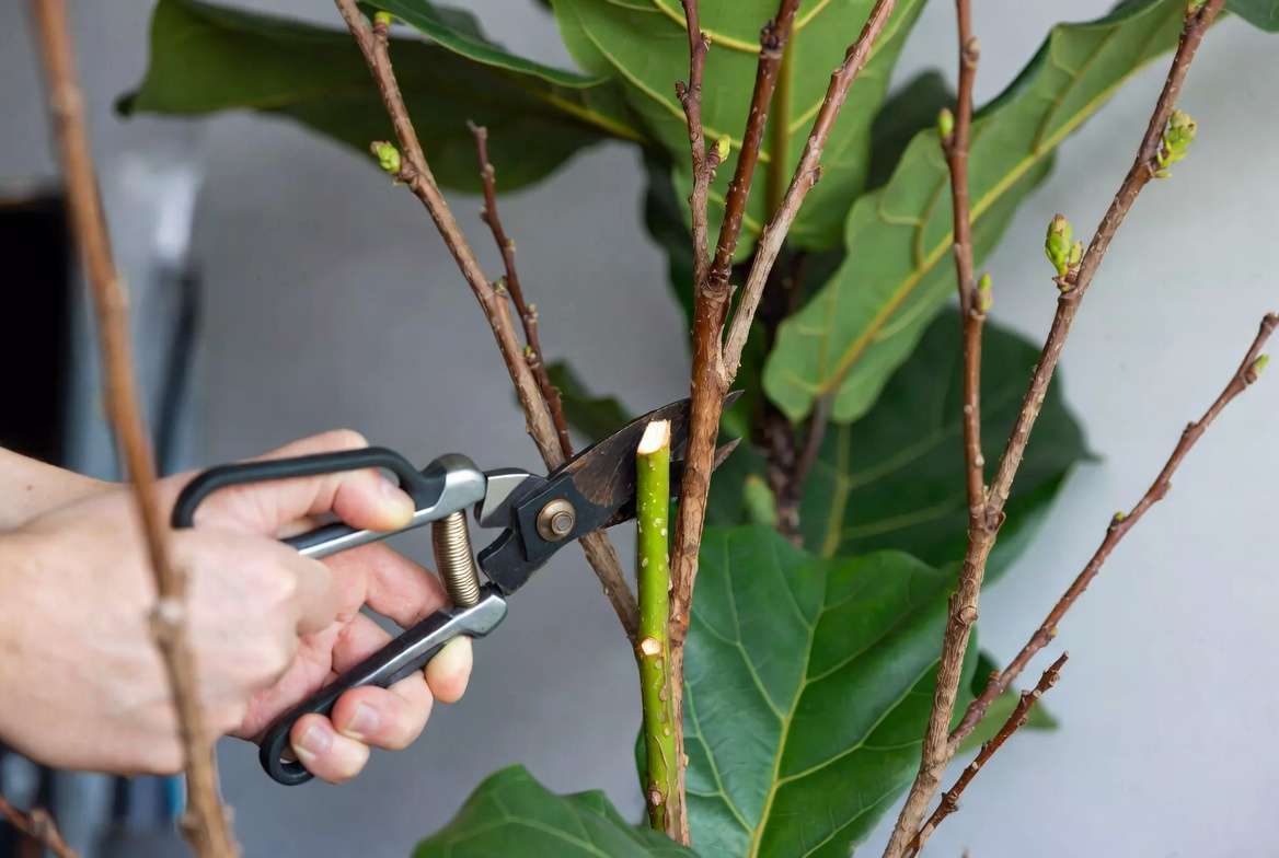 Pruning dead stems on a defoliated plant to encourage new leaf growt