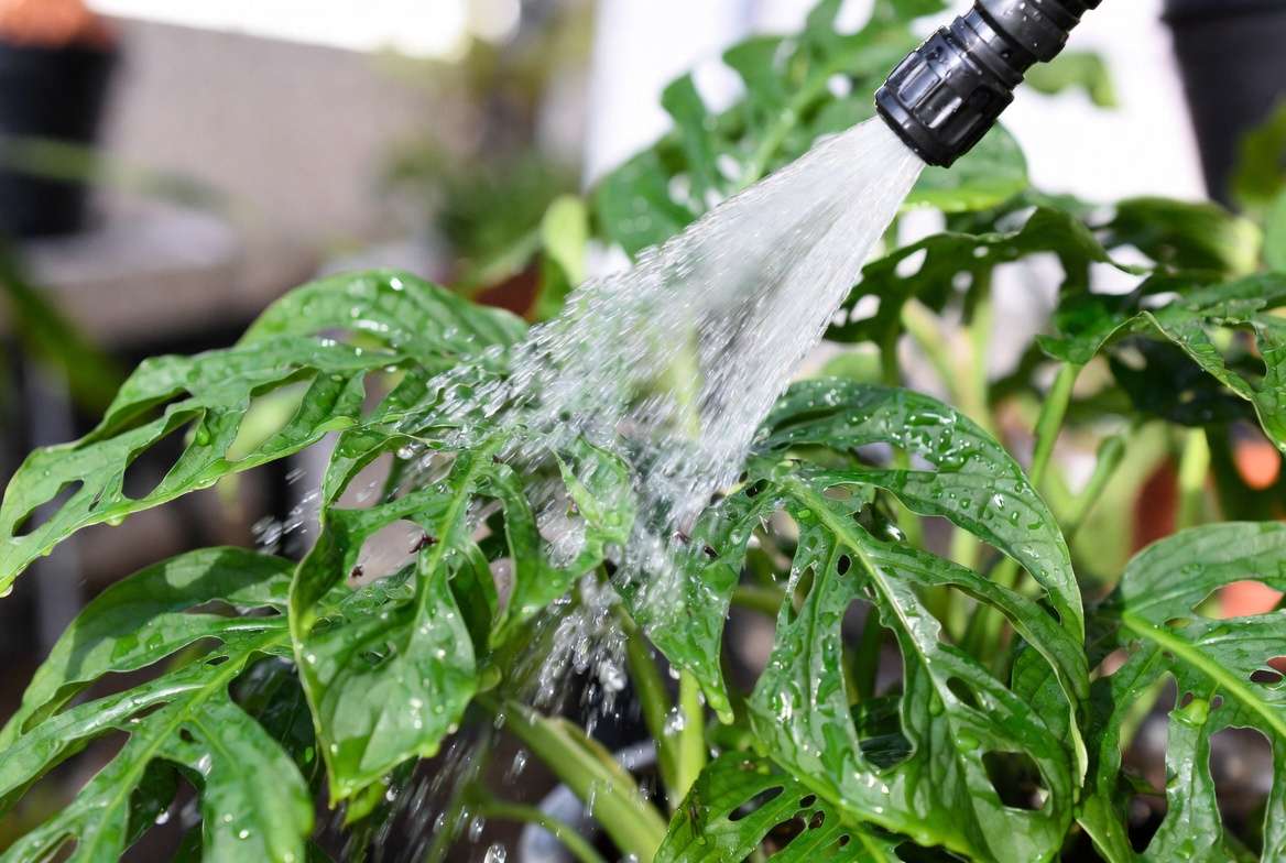 Washing pests off houseplant leaves with water spray in pest recovery process