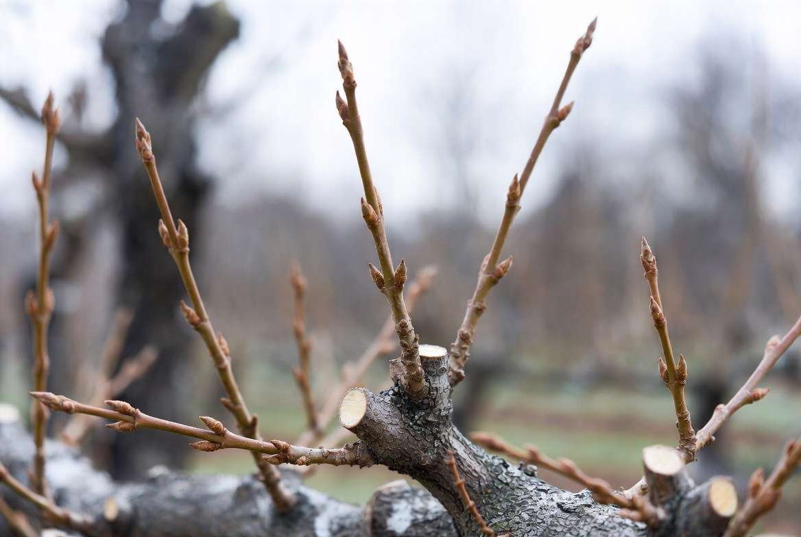Collecting scion wood in winter - ideal pencil-thick dormant branches with pointed vegetative buds for grafting