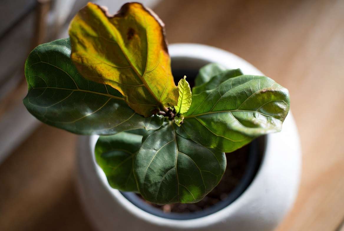 Signs a healing plant is ready for gradual light reintroduction: new growth and firm leaves on a recovering Fiddle Leaf Fig