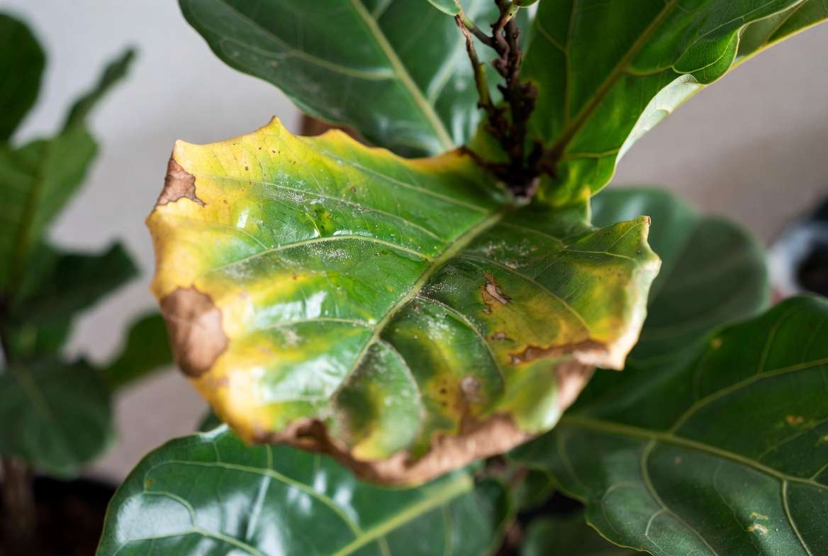 Signs of plant leaf damage from leaf shine spray including yellowing and residue