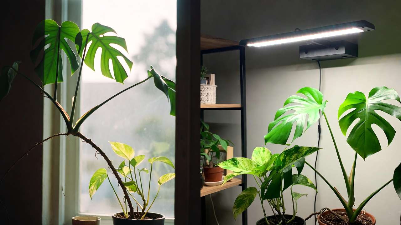 Before and after indoor plant lighting improvement: leggy stretched plants vs thriving under grow lights